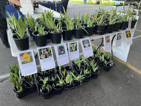 potted iris